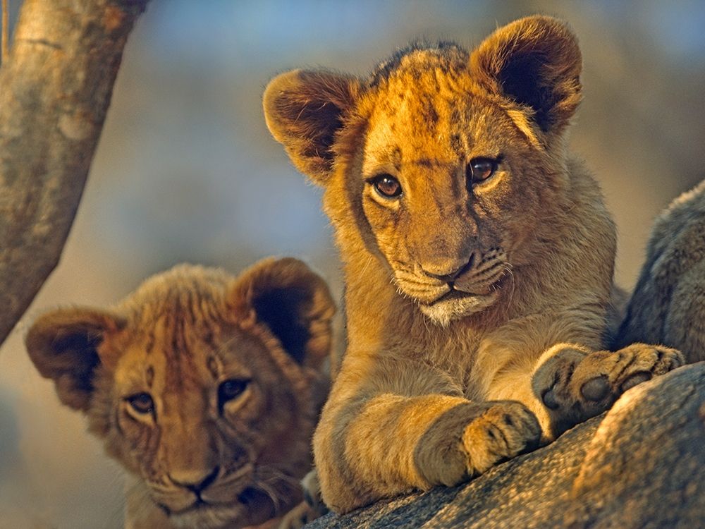 African Lion babies art print by Tim Fitzharris for $57.95 CAD