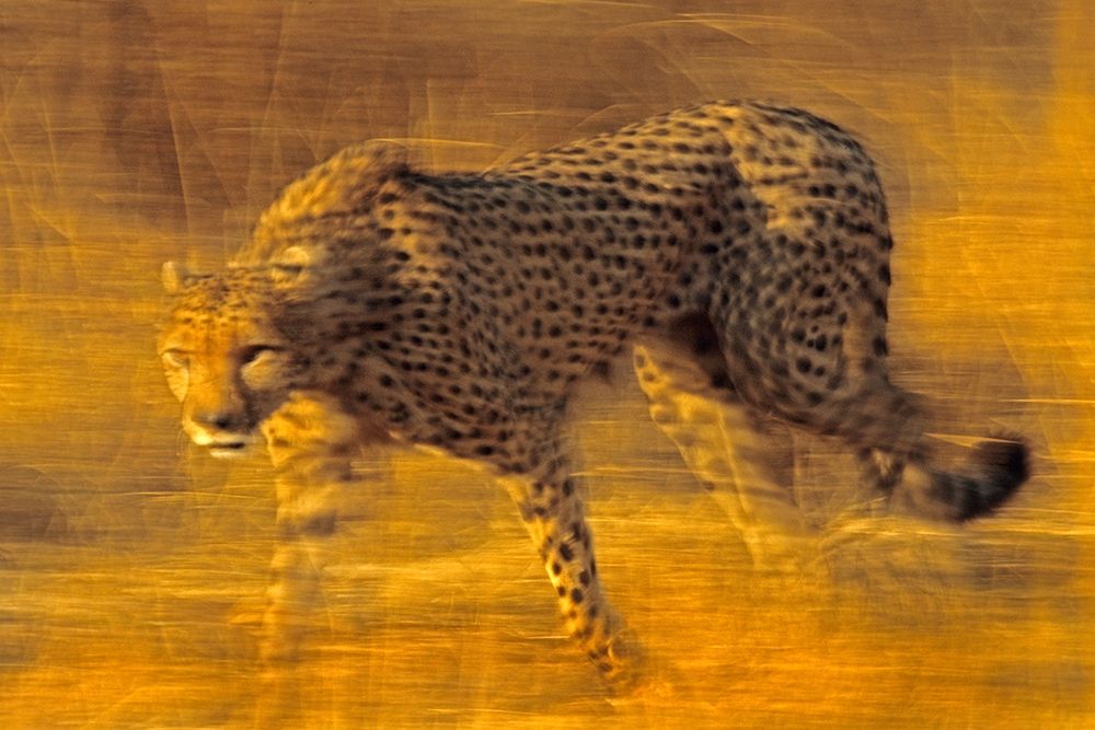 Cheetah prowling art print by Tim Fitzharris for $57.95 CAD