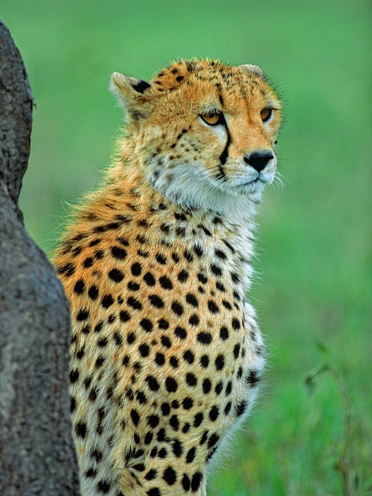 Cheetah art print by Tim Fitzharris for $57.95 CAD