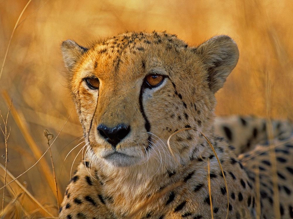 Cheetah art print by Tim Fitzharris for $57.95 CAD