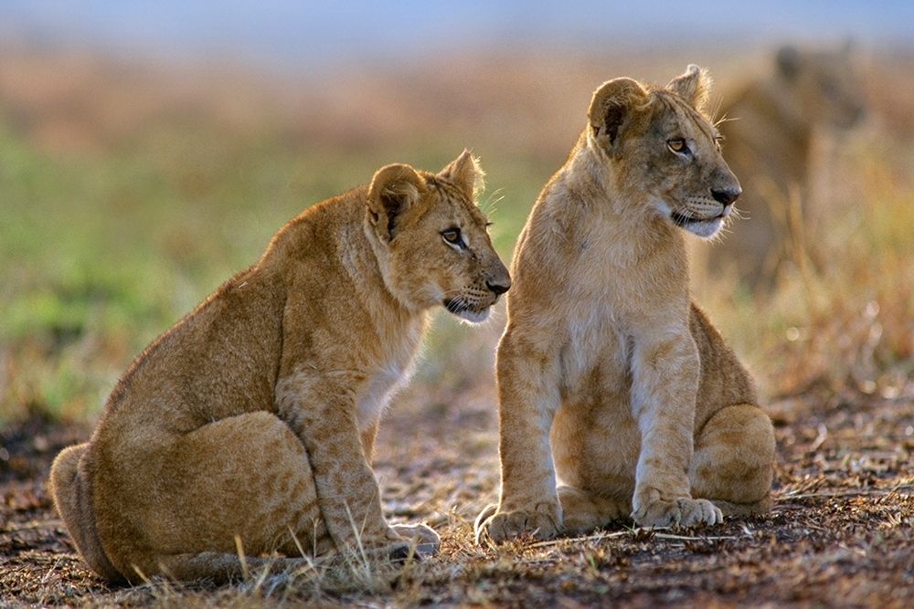 African Lion cubs art print by Tim Fitzharris for $57.95 CAD