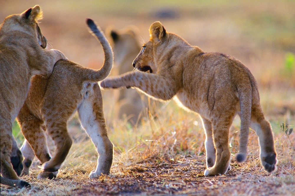 African Lion cubs playing art print by Tim Fitzharris for $57.95 CAD