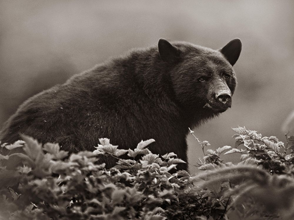 Black bear in Huckleberry Sepia art print by Tim Fitzharris for $57.95 CAD