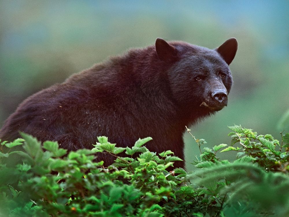 Black bear in Huckleberry art print by Tim Fitzharris for $57.95 CAD