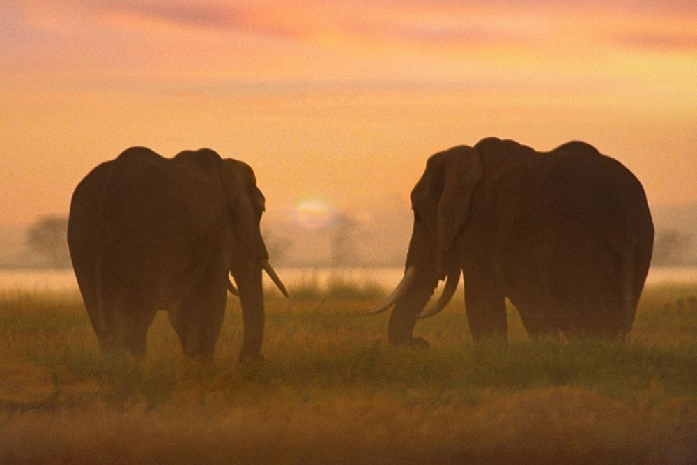 African Elephants at sunrise-Amboseli National Reserve-Kenya art print by Tim Fitzharris for $57.95 CAD