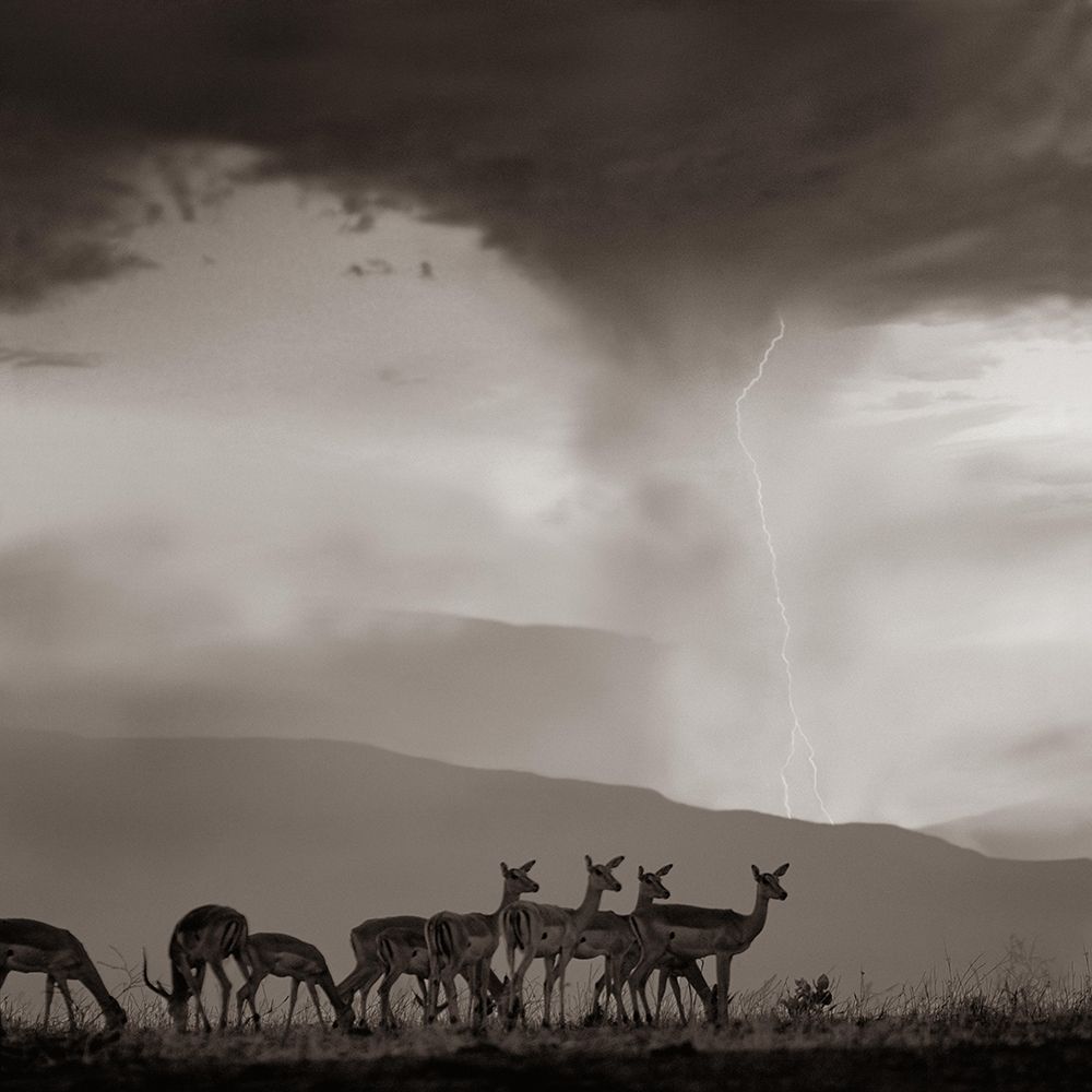 Impala and Lightning  Sepia art print by Tim Fitzharris for $57.95 CAD