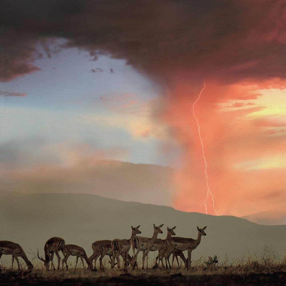 Impala and Lightning art print by Tim Fitzharris for $57.95 CAD