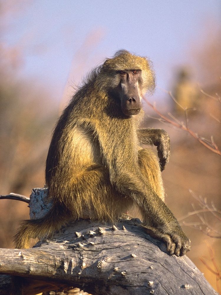 Olive baboon-Kenya art print by Tim Fitzharris for $57.95 CAD