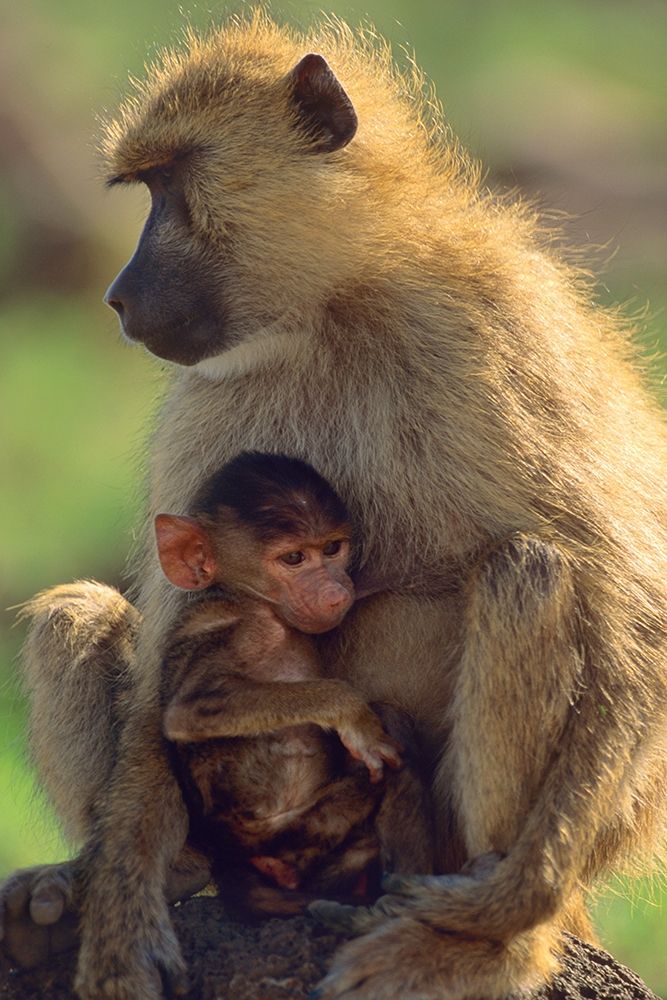 Olive baboon-mother and baby-Kenya art print by Tim Fitzharris for $57.95 CAD
