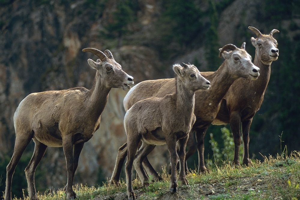 Bighorn Sheep art print by Tim Fitzharris for $57.95 CAD