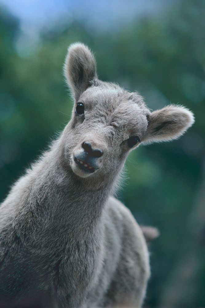 Bighorn Sheep lamb art print by Tim Fitzharris for $57.95 CAD