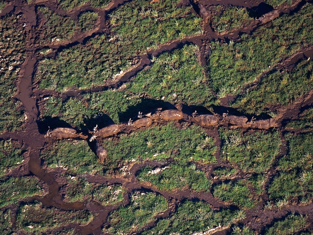 African buffalo herd in swamp-Amboseli-Kenya art print by Tim Fitzharris for $57.95 CAD