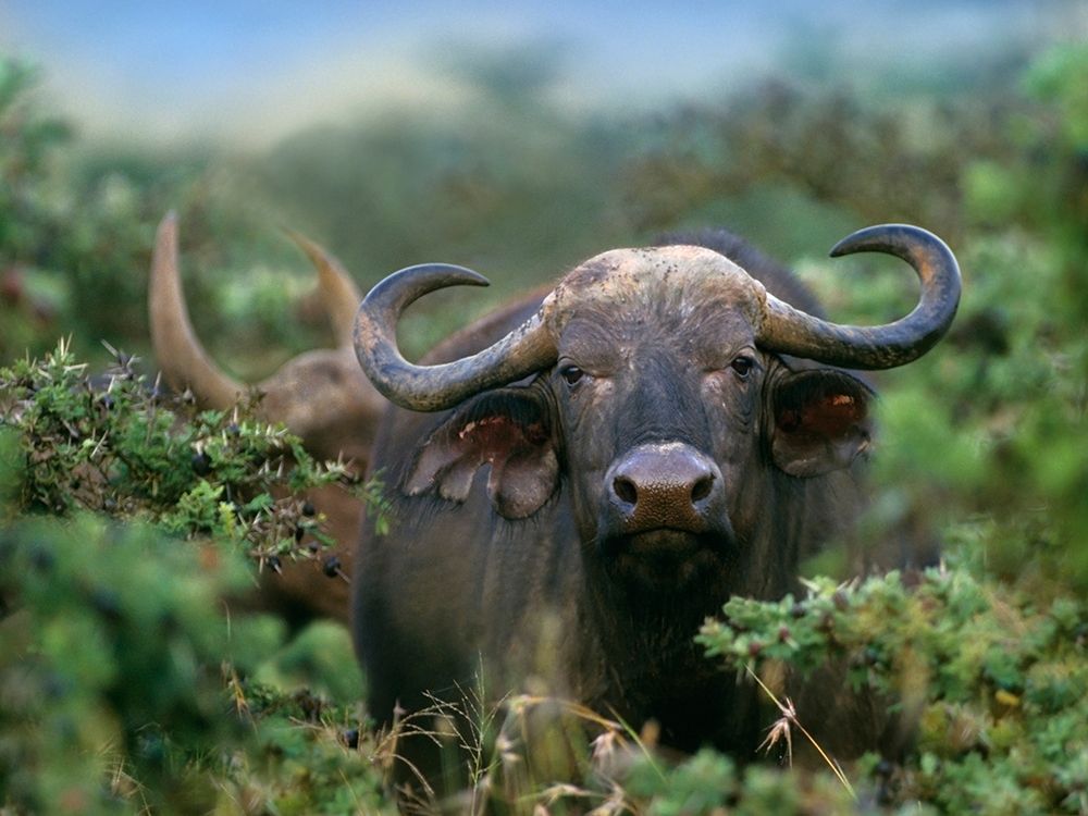 African buffalo art print by Tim Fitzharris for $57.95 CAD