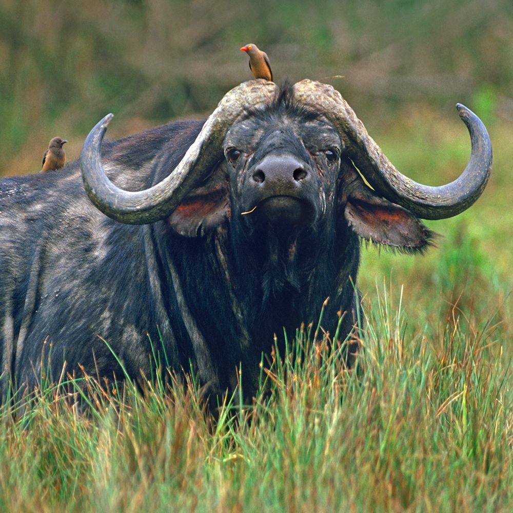 African buffalo with oxpeckers art print by Tim Fitzharris for $57.95 CAD