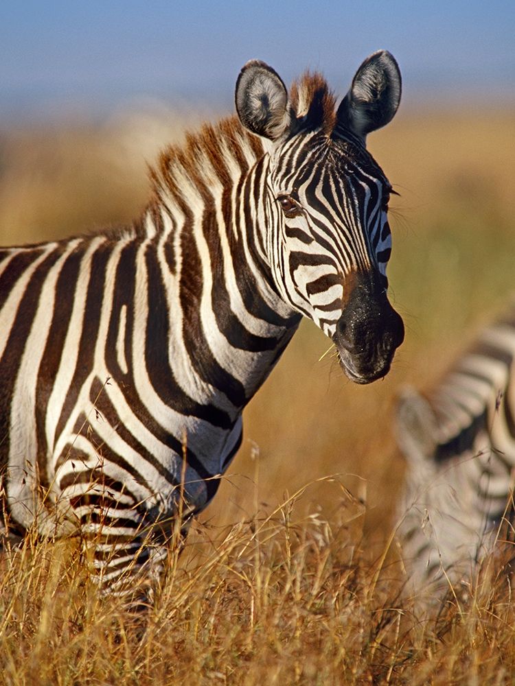 Zebra art print by Tim Fitzharris for $57.95 CAD