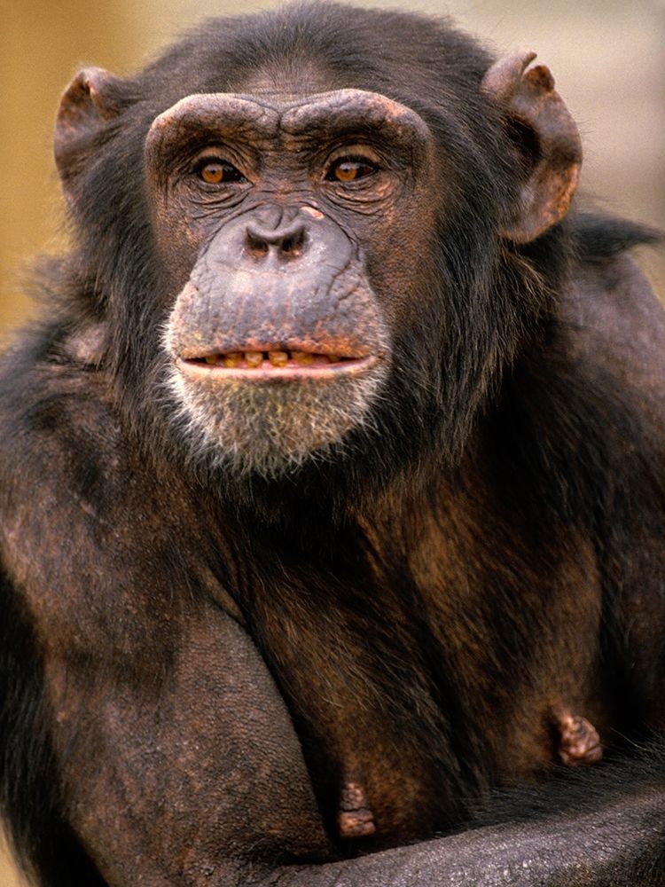 Chimpanzee art print by Tim Fitzharris for $57.95 CAD
