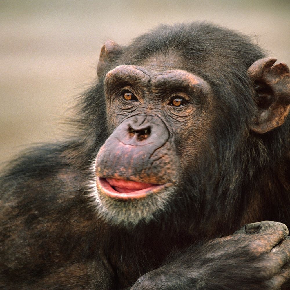 Chimpanzee art print by Tim Fitzharris for $57.95 CAD