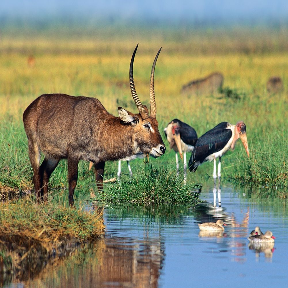 Defassa waterbuck-marabou storks-waterfowl-Kenya art print by Tim Fitzharris for $57.95 CAD