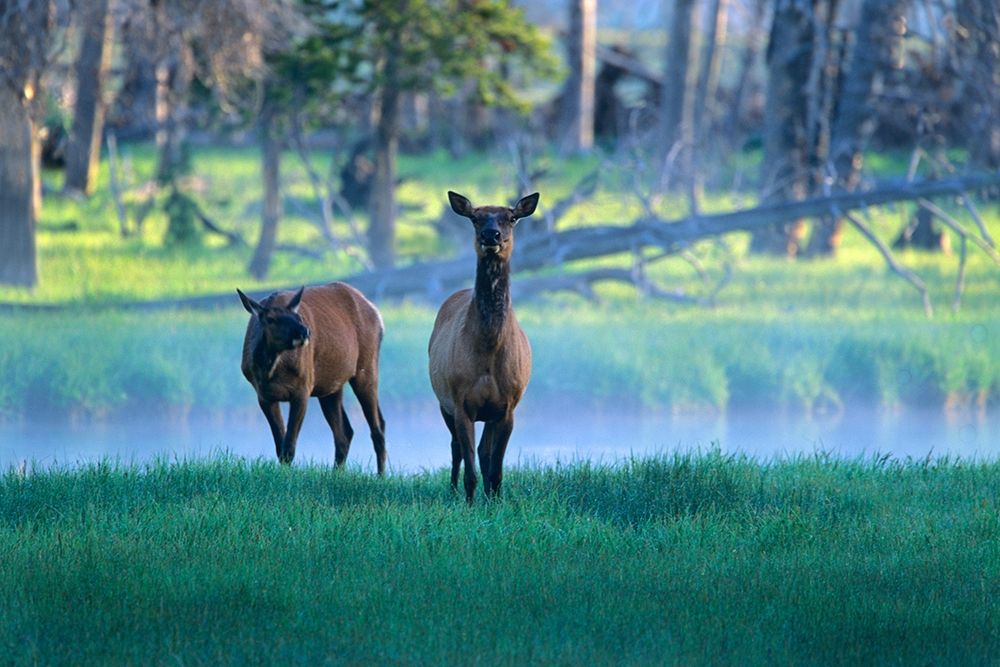 Elk art print by Tim Fitzharris for $57.95 CAD