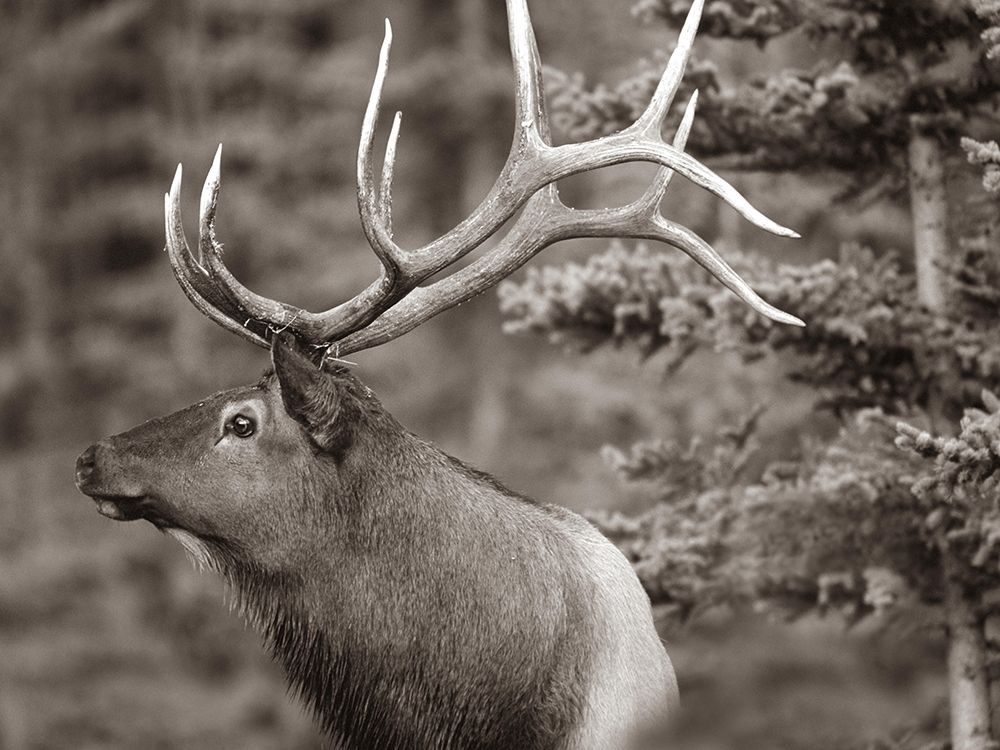 Elk Sepia art print by Tim Fitzharris for $57.95 CAD