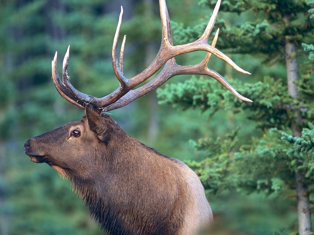 Elk art print by Tim Fitzharris for $57.95 CAD
