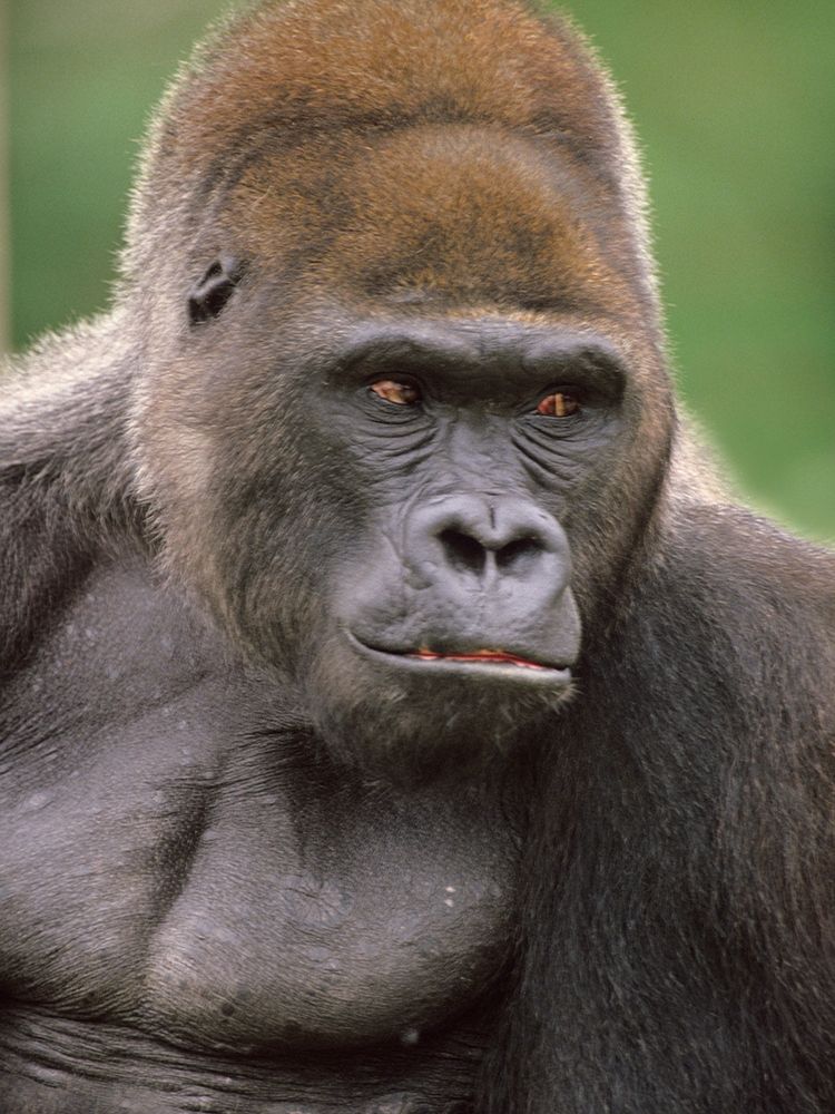 Gorilla art print by Tim Fitzharris for $57.95 CAD
