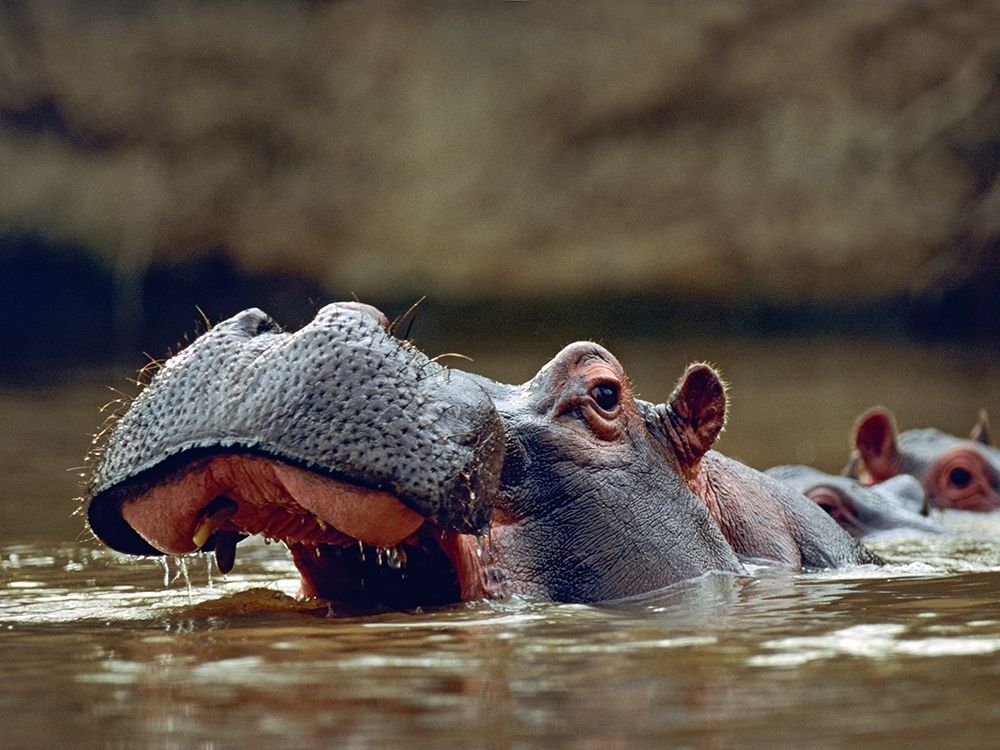Hippopotamus-Kenya art print by Tim Fitzharris for $57.95 CAD