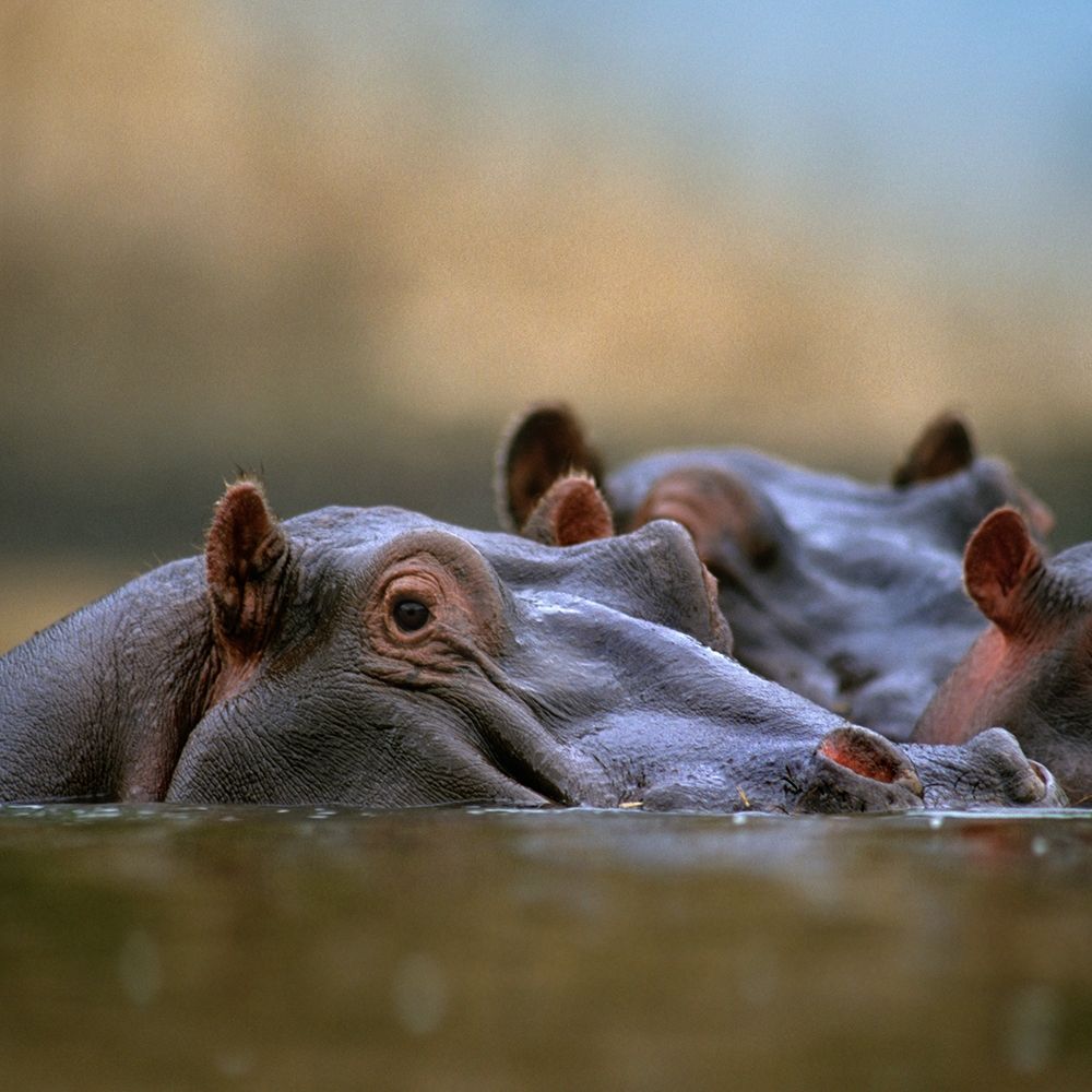 Hippopotamus-Mara River-Kenya art print by Tim Fitzharris for $57.95 CAD