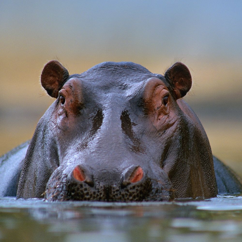 Hippopotamus-Mara River-Kenya art print by Tim Fitzharris for $57.95 CAD