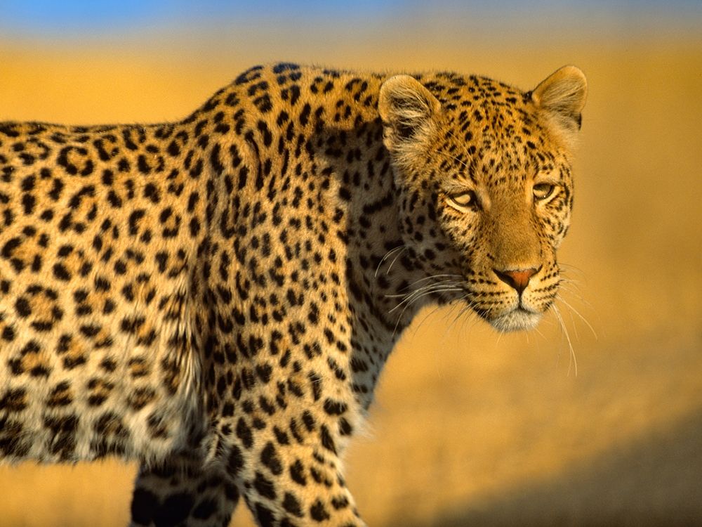 Leopard-Kenya art print by Tim Fitzharris for $57.95 CAD