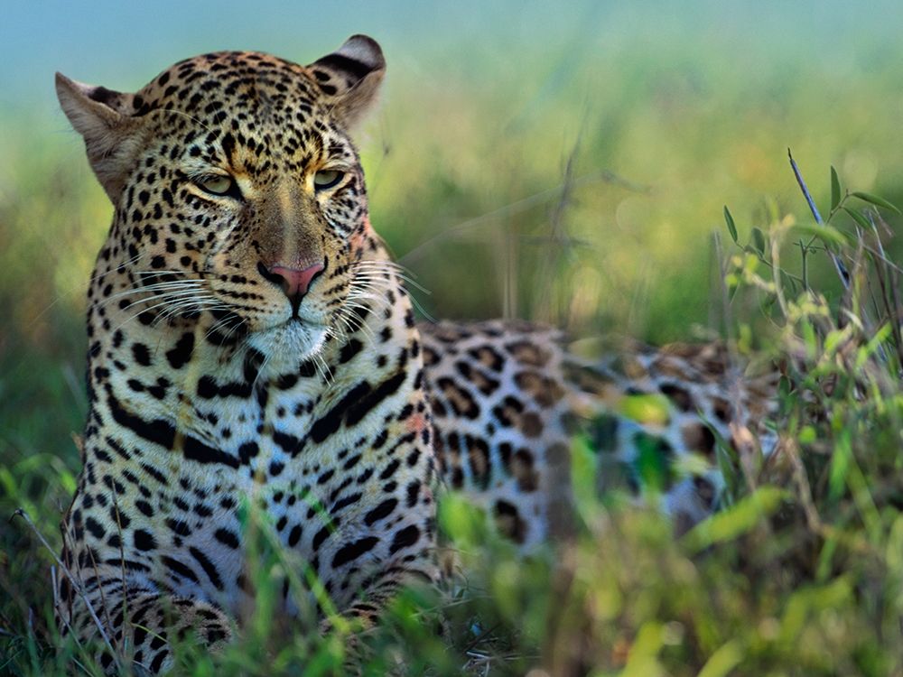 Leopard-Kenya art print by Tim Fitzharris for $57.95 CAD