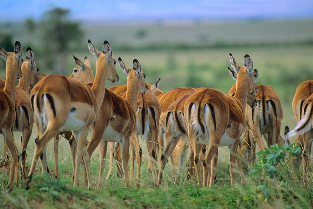 Impala Herd Kenya art print by Tim Fitzharris for $57.95 CAD