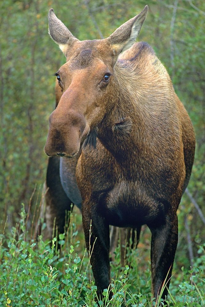Moose art print by Tim Fitzharris for $57.95 CAD