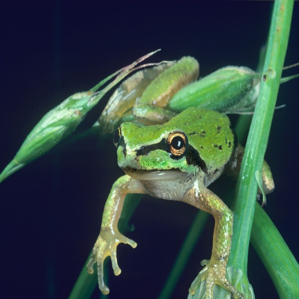Pacific tree frog art print by Tim Fitzharris for $57.95 CAD