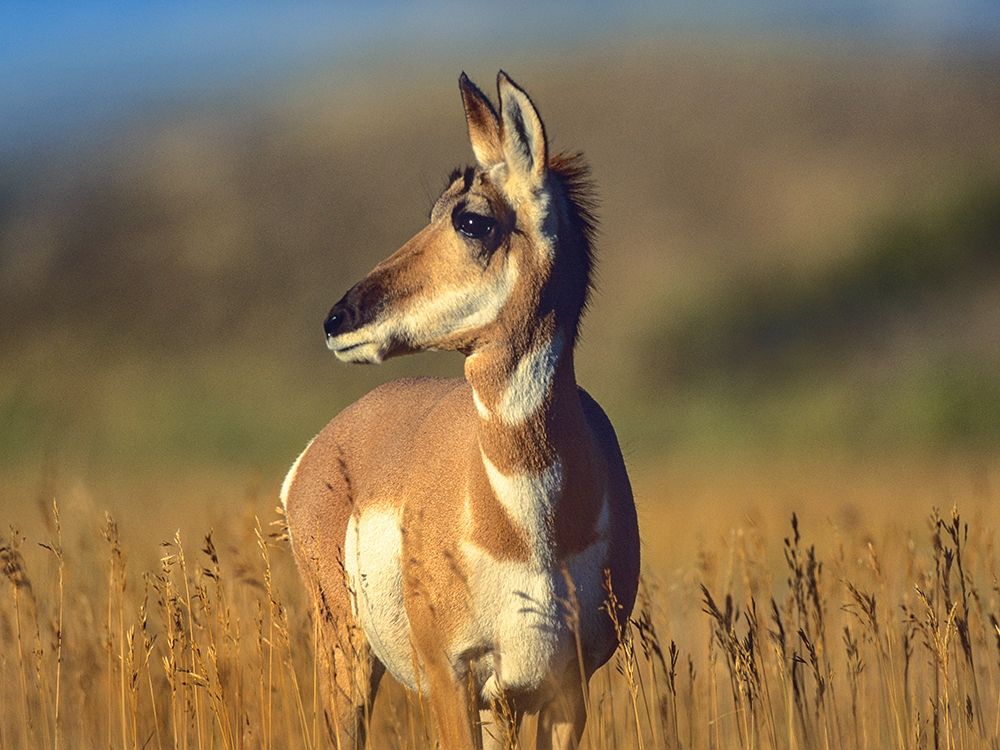 Pronghorn Antelope art print by Tim Fitzharris for $57.95 CAD