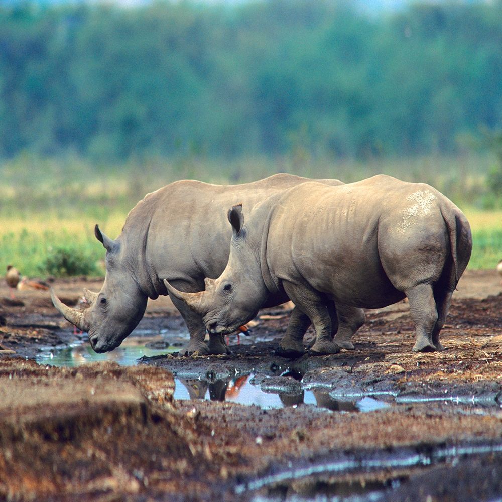 White Rhinoceros-Kenya art print by Tim Fitzharris for $57.95 CAD