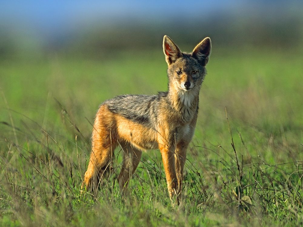 Silver-backed Jackal-Kenya art print by Tim Fitzharris for $57.95 CAD