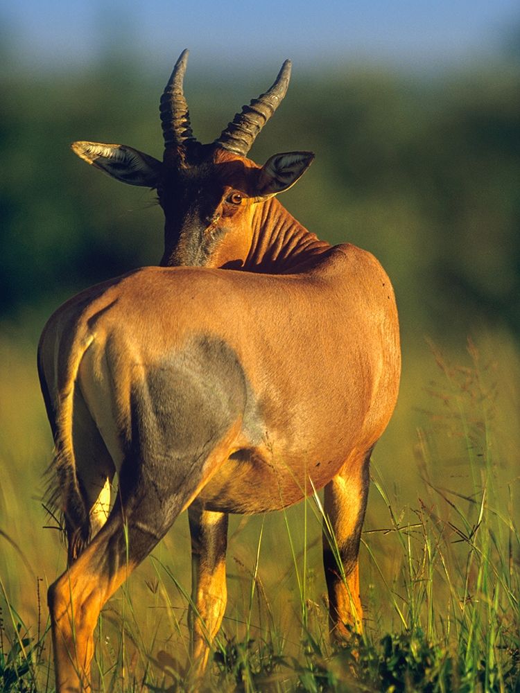 Topi-Kenya art print by Tim Fitzharris for $57.95 CAD