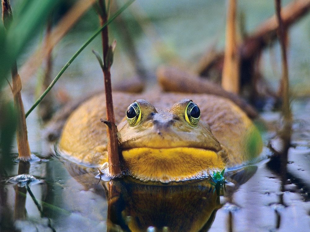 Bull Frog art print by Tim Fitzharris for $57.95 CAD