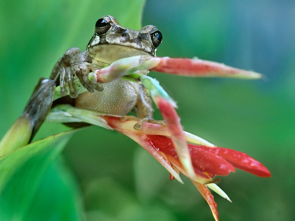 Tree frog on heleconia art print by Tim Fitzharris for $57.95 CAD