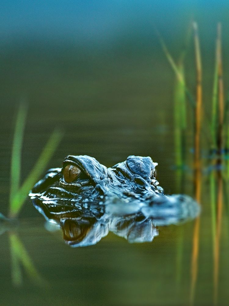 American alligator art print by Tim Fitzharris for $57.95 CAD