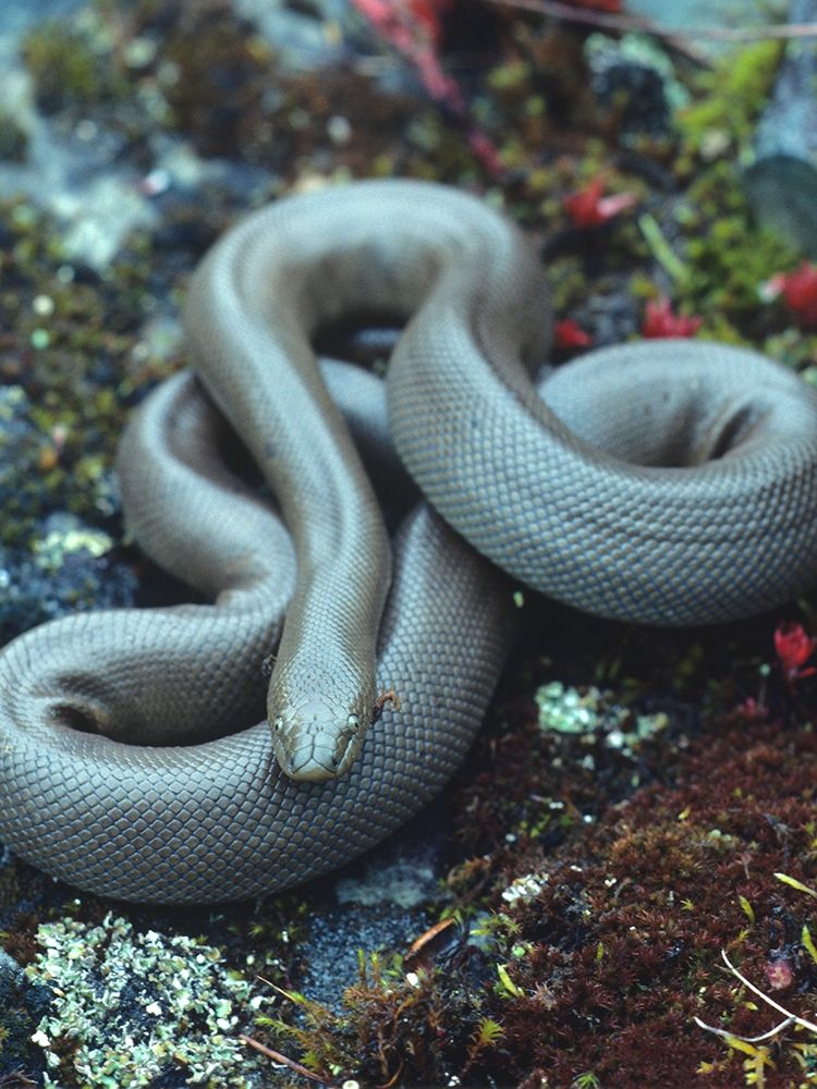 Rubber boa art print by Tim Fitzharris for $57.95 CAD