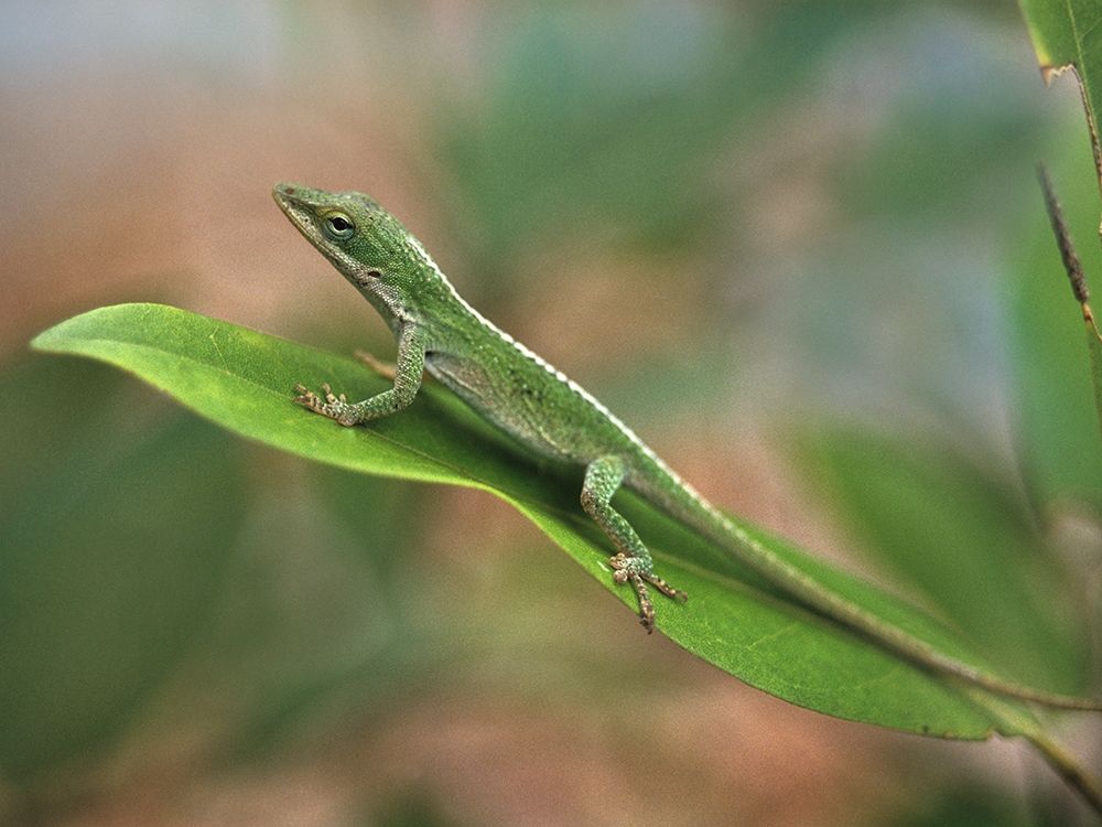 Green anole art print by Tim Fitzharris for $57.95 CAD