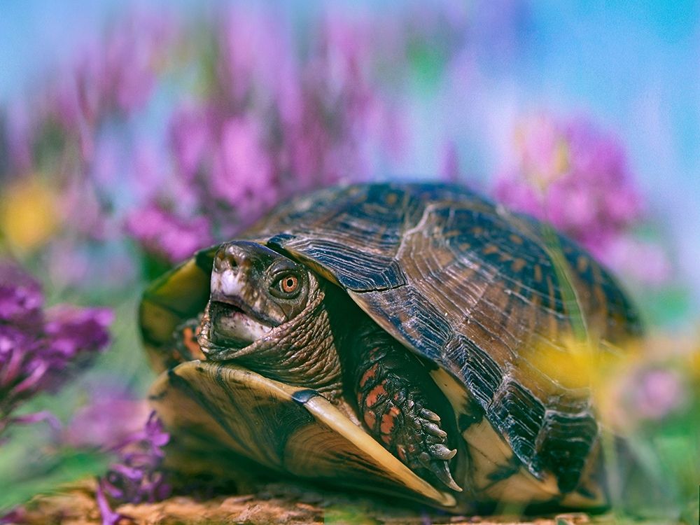 Three-toed box turtle art print by Tim Fitzharris for $57.95 CAD