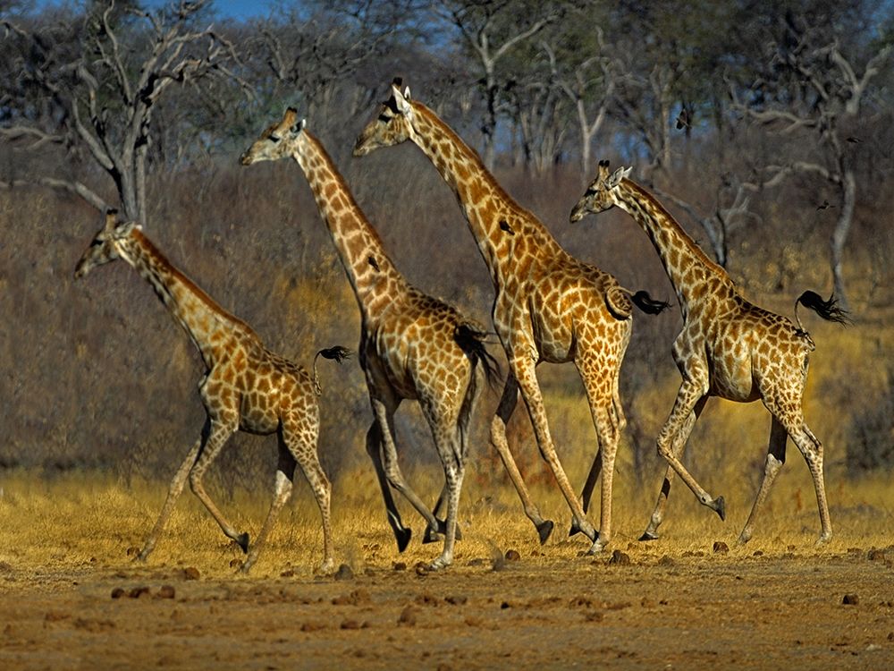 Masai giraffes running art print by Tim Fitzharris for $57.95 CAD