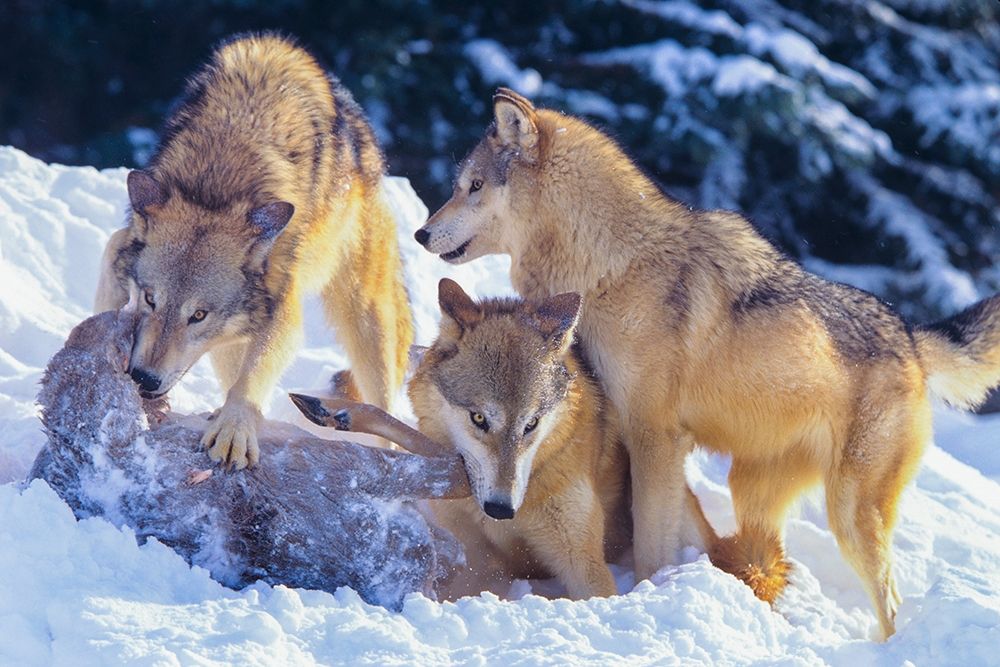 Gray wolves fighting over a deer carcass in snow art print by Tim Fitzharris for $57.95 CAD