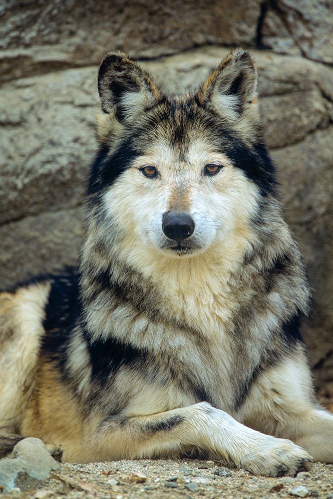Mexican gray wolf art print by Tim Fitzharris for $57.95 CAD