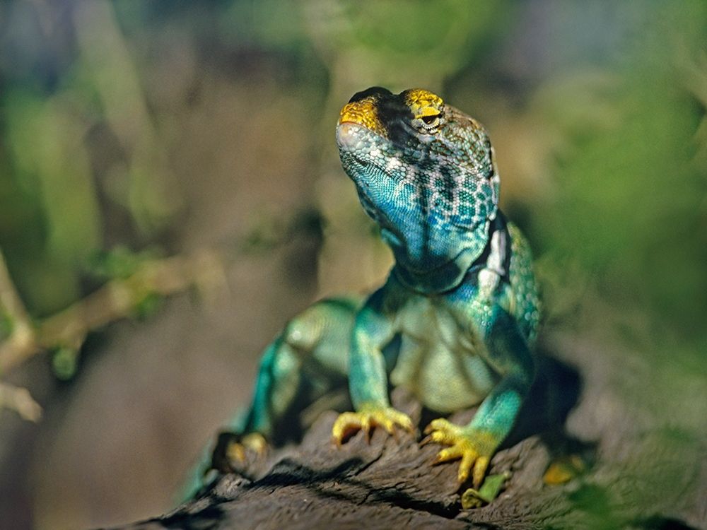 Collared Lizard art print by Tim Fitzharris for $57.95 CAD