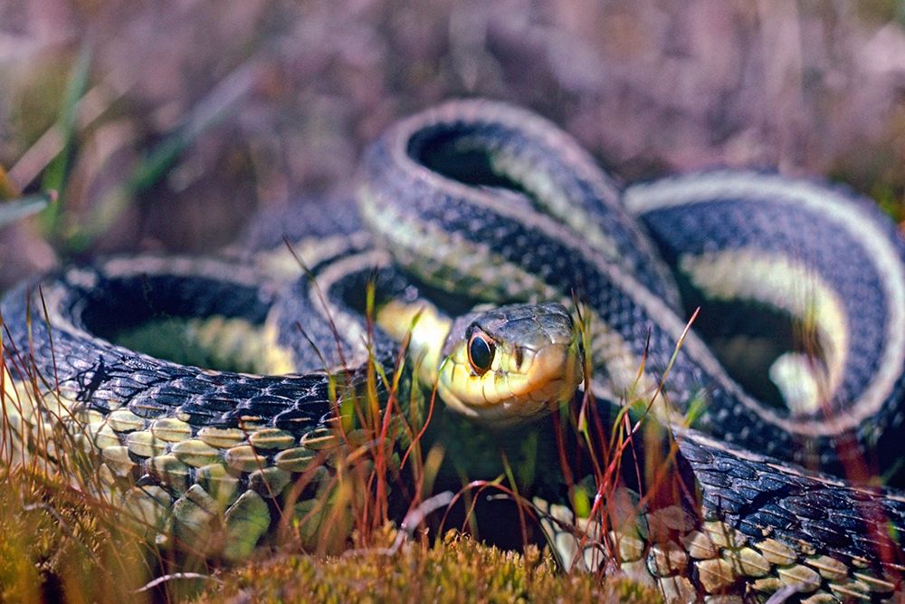 Common Garter snake art print by Tim Fitzharris for $57.95 CAD