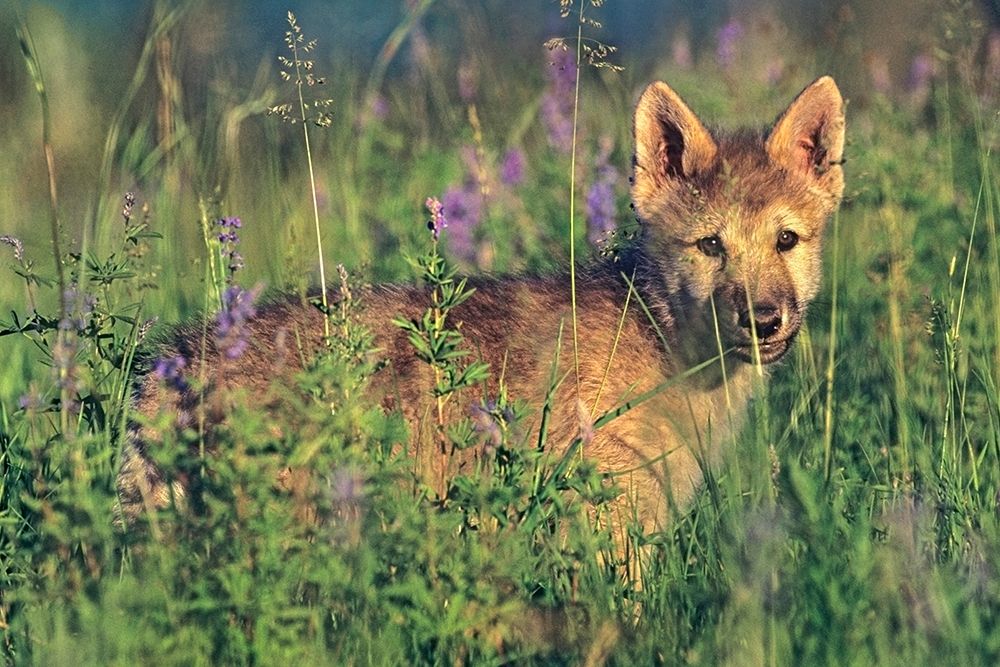Wolf Pup art print by Tim Fitzharris for $57.95 CAD